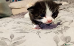 Mixed Breed cats for sale: Black and white kitten - Image 5