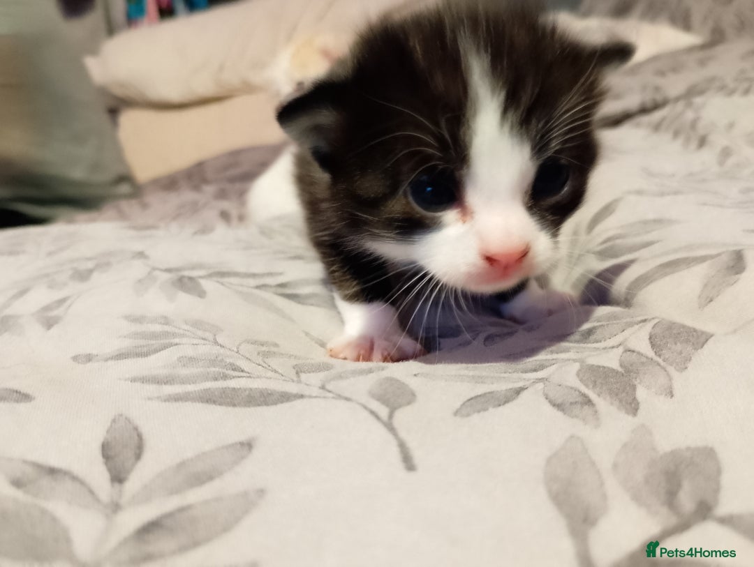 Mixed Breed cats for sale: Black and white kitten - Image 5