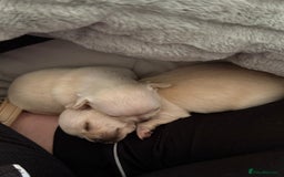 Chihuahua dogs for sale: Puppies chihuahuas 1 boy and 2 little princesses  - Image 3