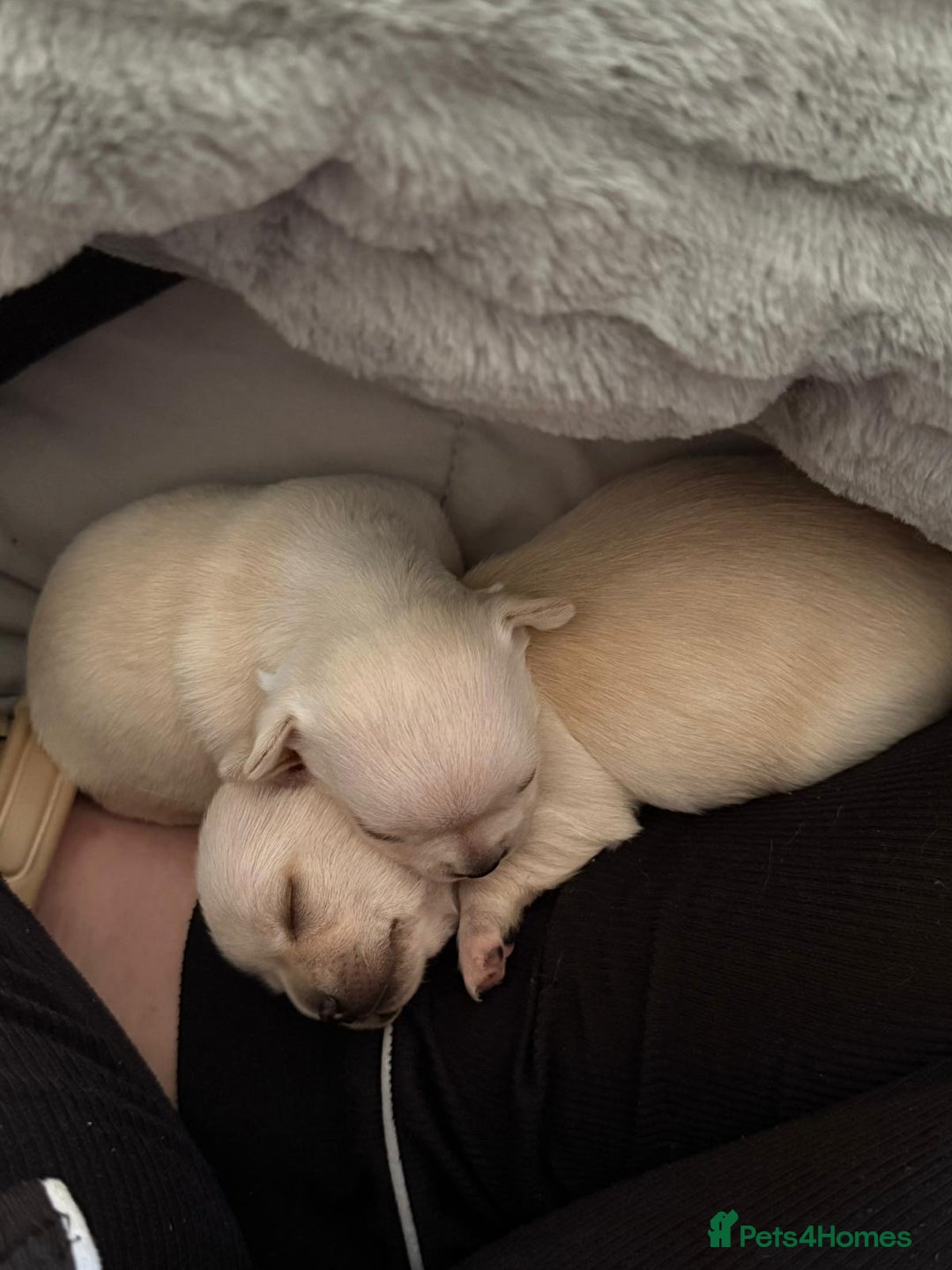 Chihuahua dogs for sale: Puppies chihuahuas 1 boy and 2 little princesses  - Image 3