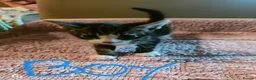 Mixed Breed birds for sale: Kitten 🐈🐾 in Derby - Advert 2