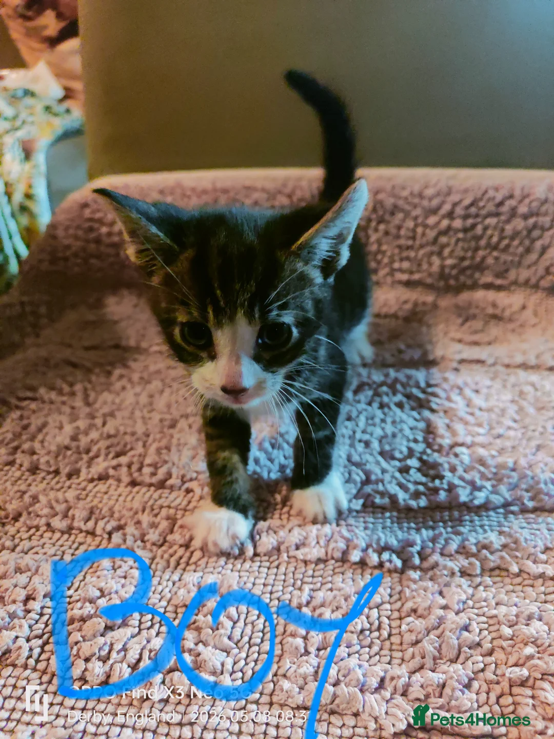 Mixed Breed birds for sale: Kitten 🐈🐾 in Derby - Advert 2