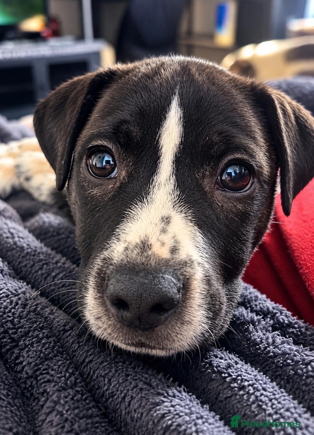 Mixed Breed dogs Ready to go.  Staffy + Cane corso  - Advert 8