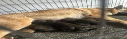 Belgian Shepherd Dog dogs for sale: Begin shepherd pups - Advert 1