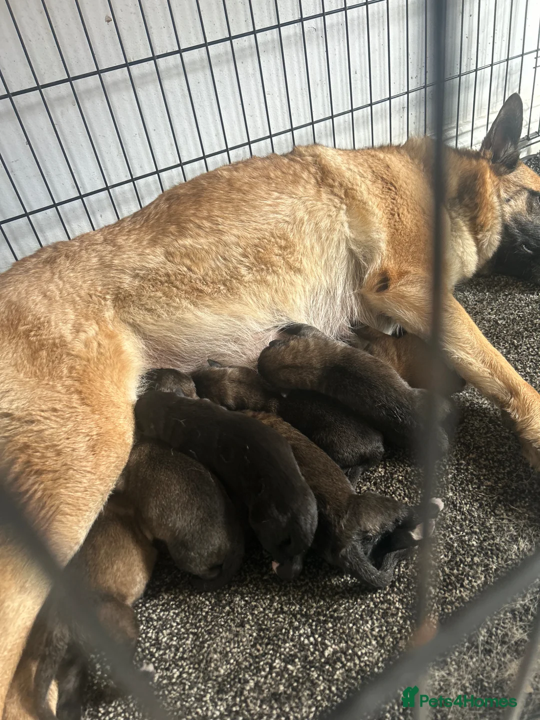 Belgian Shepherd Dog dogs for sale: Begin shepherd pups - Advert 1
