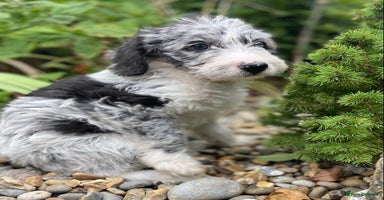 Mixed Breed dogs - Advert 11
