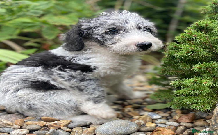 Mixed Breed dogs - Advert 7