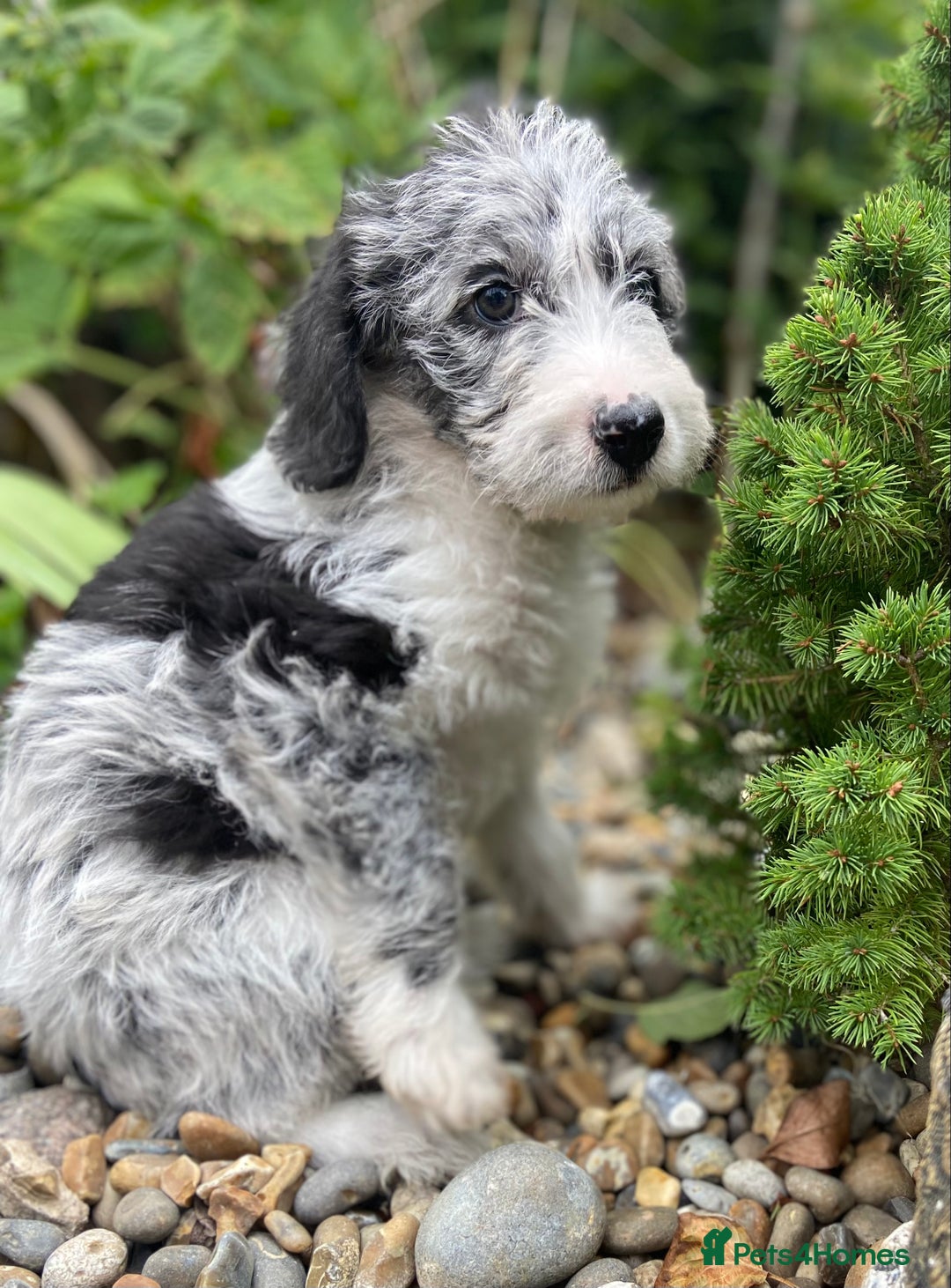 Mixed Breed dogs for sale: Poodle cross - Image 1