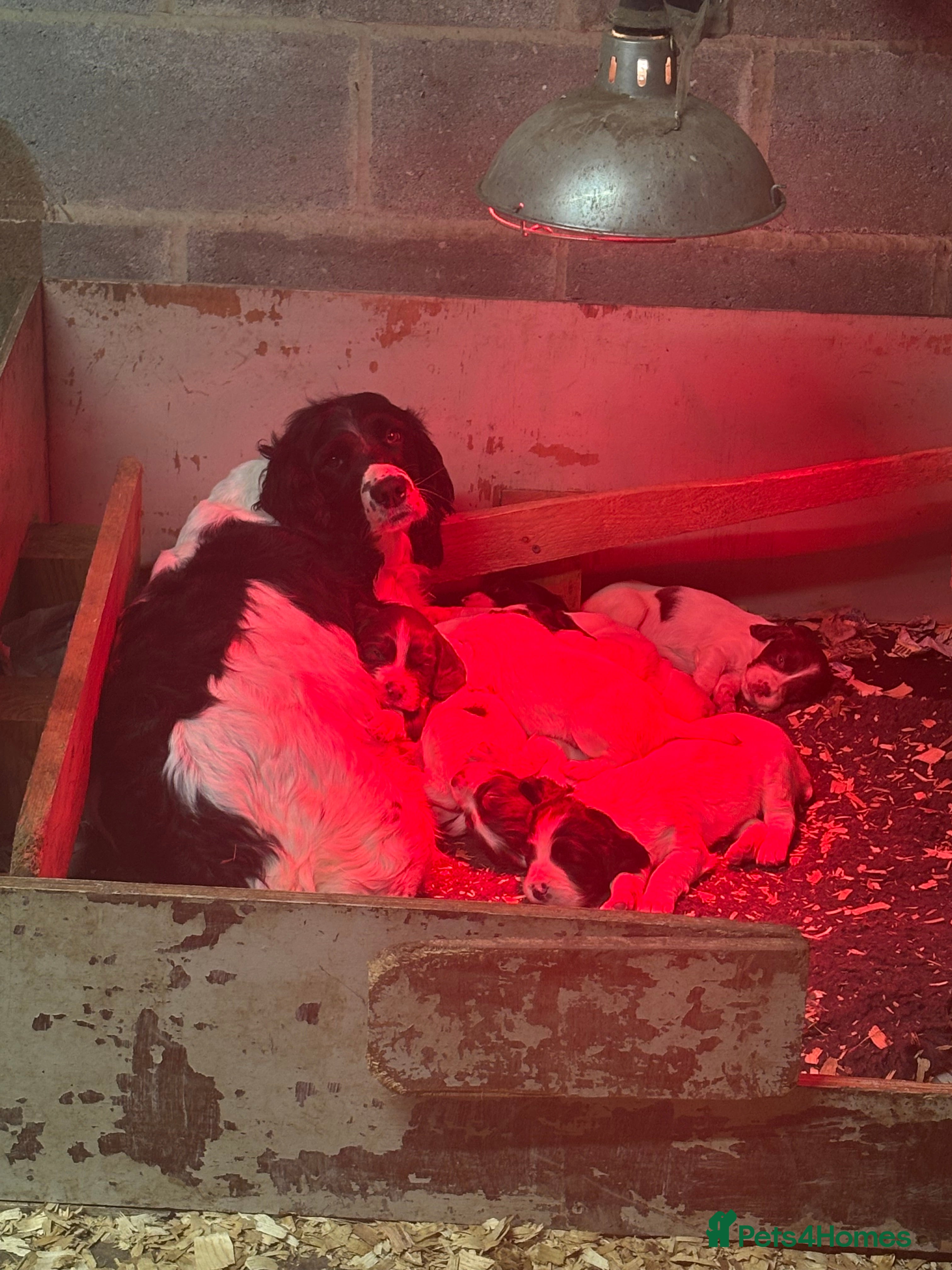 English Springer Spaniel dogs Kc registered springer spaniel puppies  - Advert 4