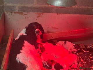 English Springer Spaniel dogs Kc registered springer spaniel puppies - Advert 1