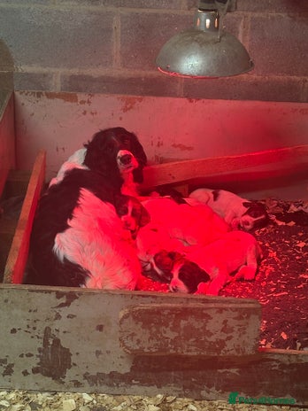 English Springer Spaniel dogs Kc registered springer spaniel puppies - Advert 1