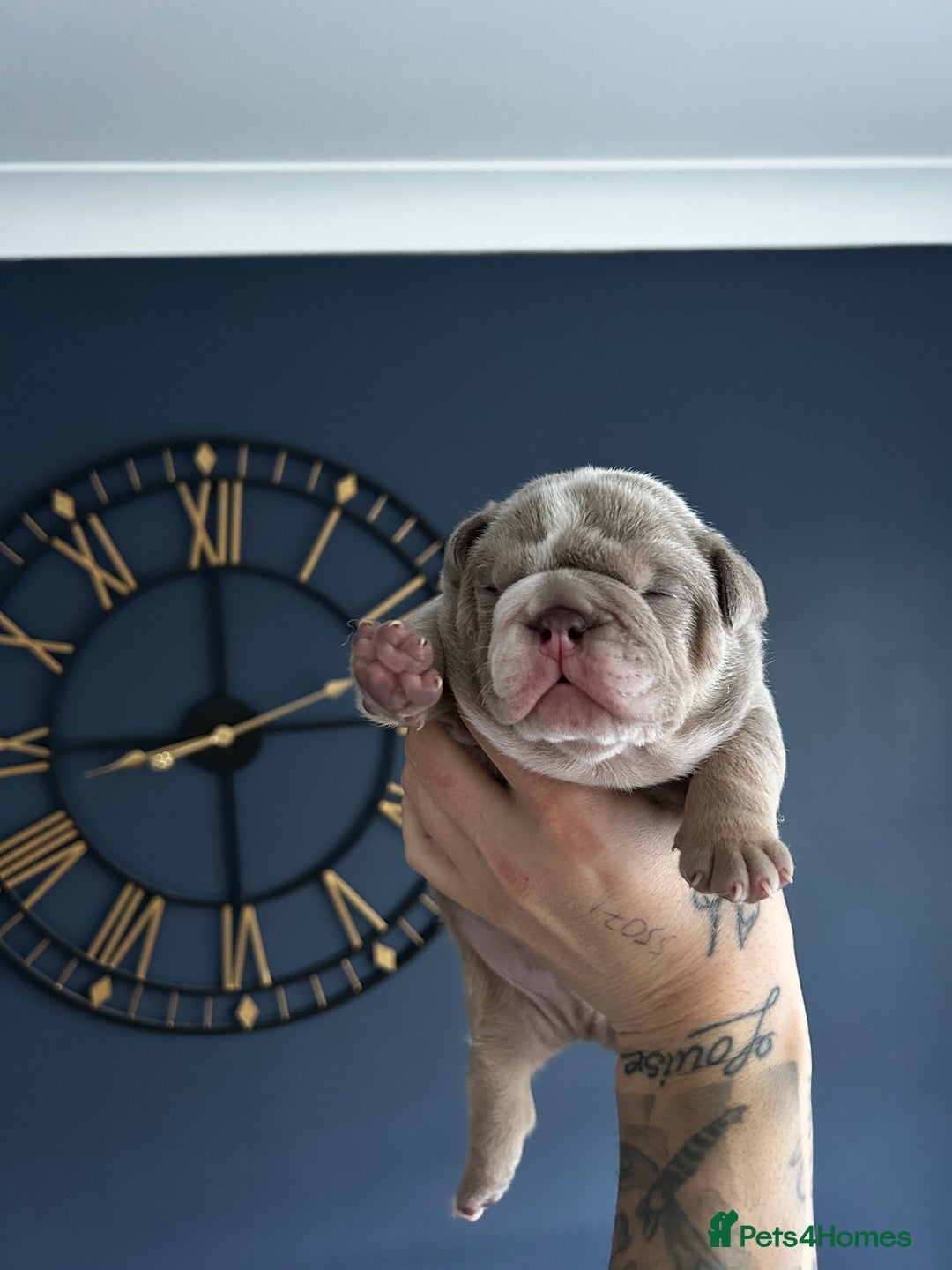 Mixed Breed dogs for sale: English bulldogs  - Advert 15