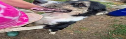 Mixed Breed dogs for adoption: Lou - north Walsham Norfolk  - Advert 1