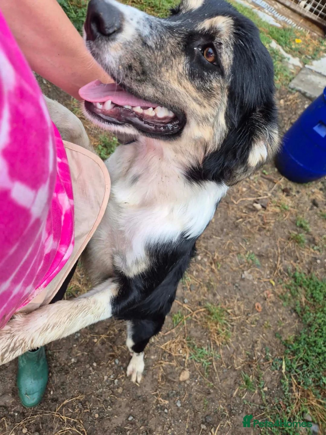 Mixed Breed dogs for adoption: Lou - north Walsham Norfolk  - Advert 1