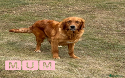 Golden Retriever dogs for sale: KC Dark Red Golden Retrievers 🧬 Clear Parents  - Image 7