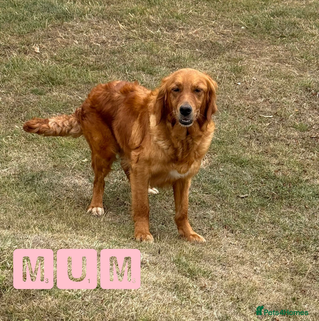 Golden Retriever dogs for sale: KC Dark Red Golden Retrievers 🧬 Clear Parents  - Image 7