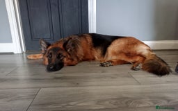 German Shepherd dogs for sale: German shepherd for good home - Image 4