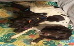 Springador dogs for sale: Chocolate Springador Puppies – Ready Soon! 🐾 - Image 24