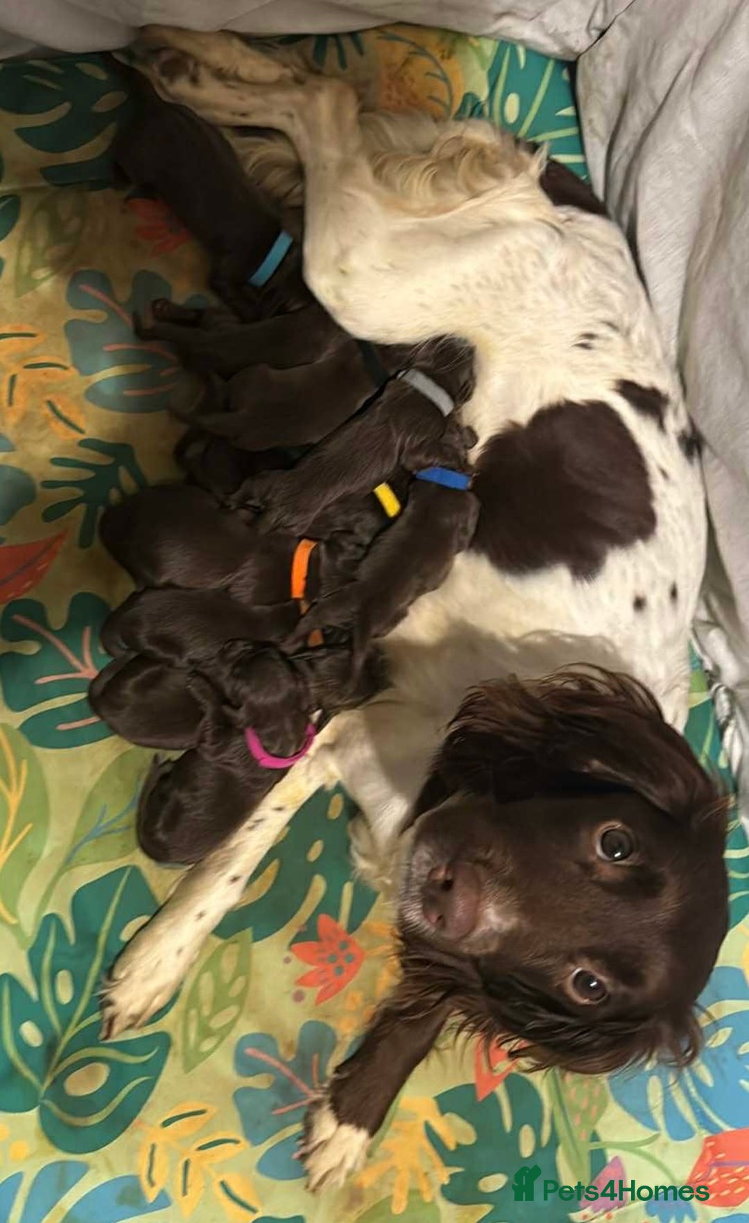 Springador dogs for sale: Chocolate Springador Puppies – Ready Soon! 🐾 - Image 24