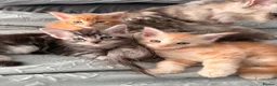 Maine Coon cats for sale: 3 x beautiful Mainecoon kittens in Colchester - Advert 9