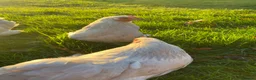 Chickens poultry for sale: Pekin bantam hatching eggs - Advert 2