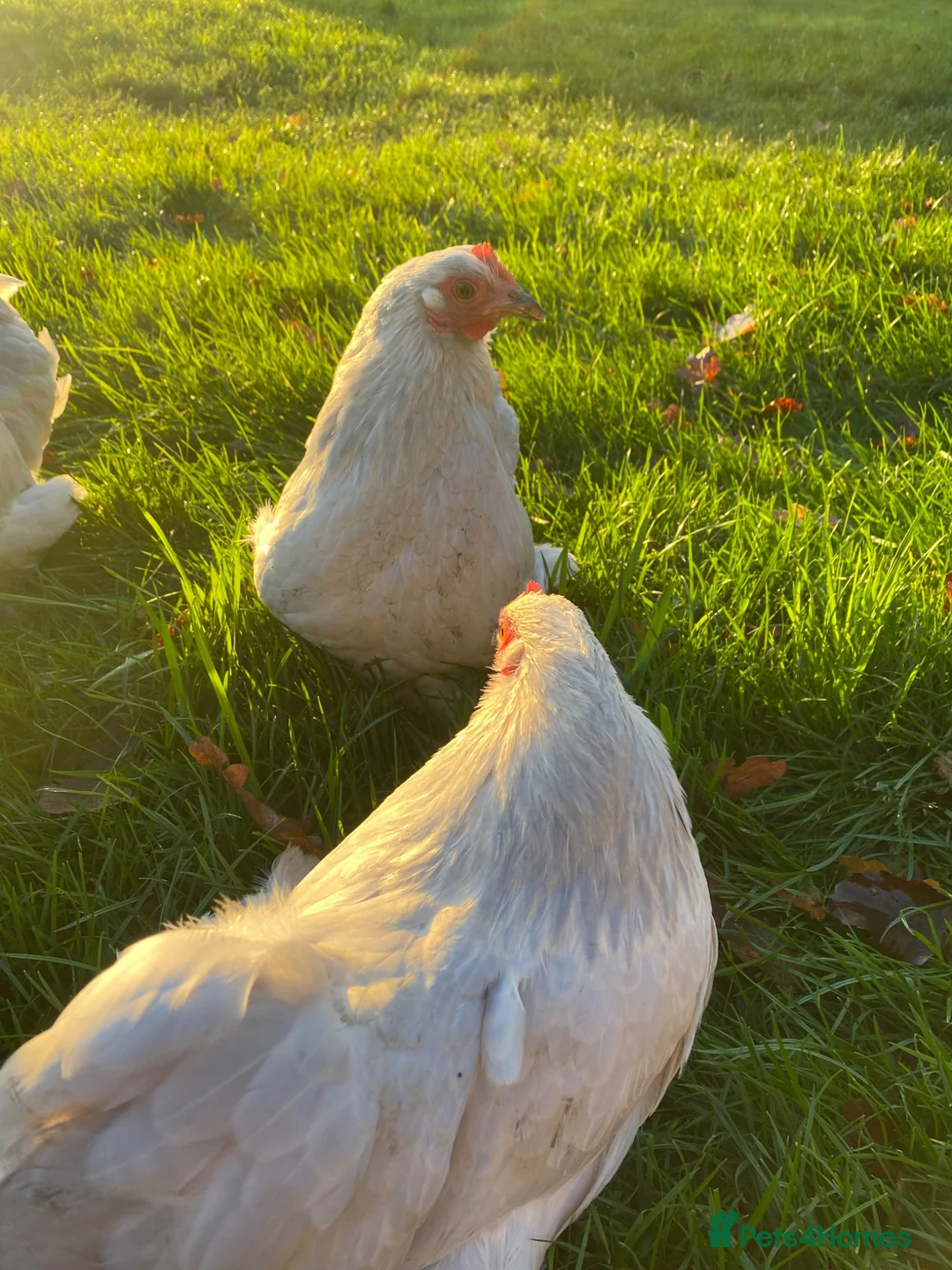 Chickens poultry for sale: Pekin bantam hatching eggs - Advert 2