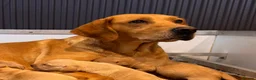 Labrador Retriever dogs for sale: Beautiful red Labrador puppies - Advert 3