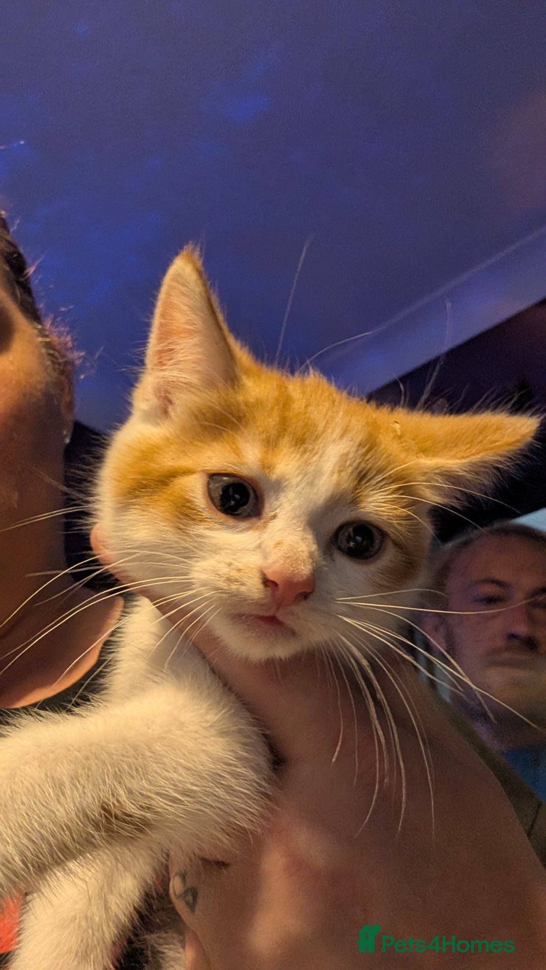 Mixed Breed cats for sale: Beautiful fluffy kittens dads part maincoon  - Image 16