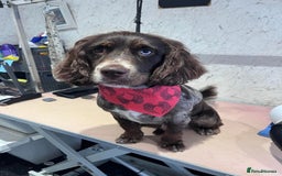 Mixed Breed dogs for sale: Male Merle Cocker - Image 5