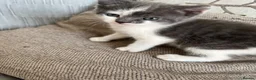 Mixed Breed cats for sale: Female cat and male baby - Advert 2