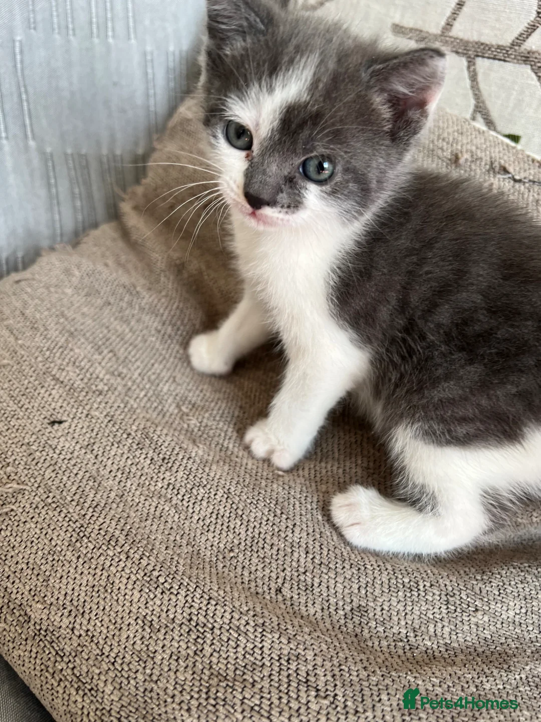 Mixed Breed cats for sale: Female cat and male baby - Advert 2