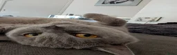 British Shorthair cats for sale: Lilac British shorthair champion queen GCCF Active - Advert 3