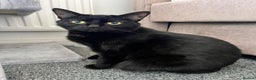 Domestic Shorthair cats for sale: Two loving cats in need of a new home - Advert 7