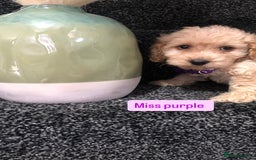 Cockapoo dogs for sale: F1b toy cockapoo puppies - Image 25
