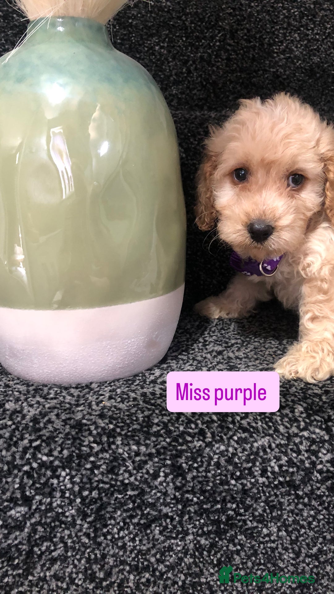 Cockapoo dogs for sale: F1b toy cockapoo puppies - Image 25