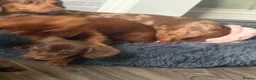 Dachshund dogs for sale: Very small miniature dachshund girl - Advert 6