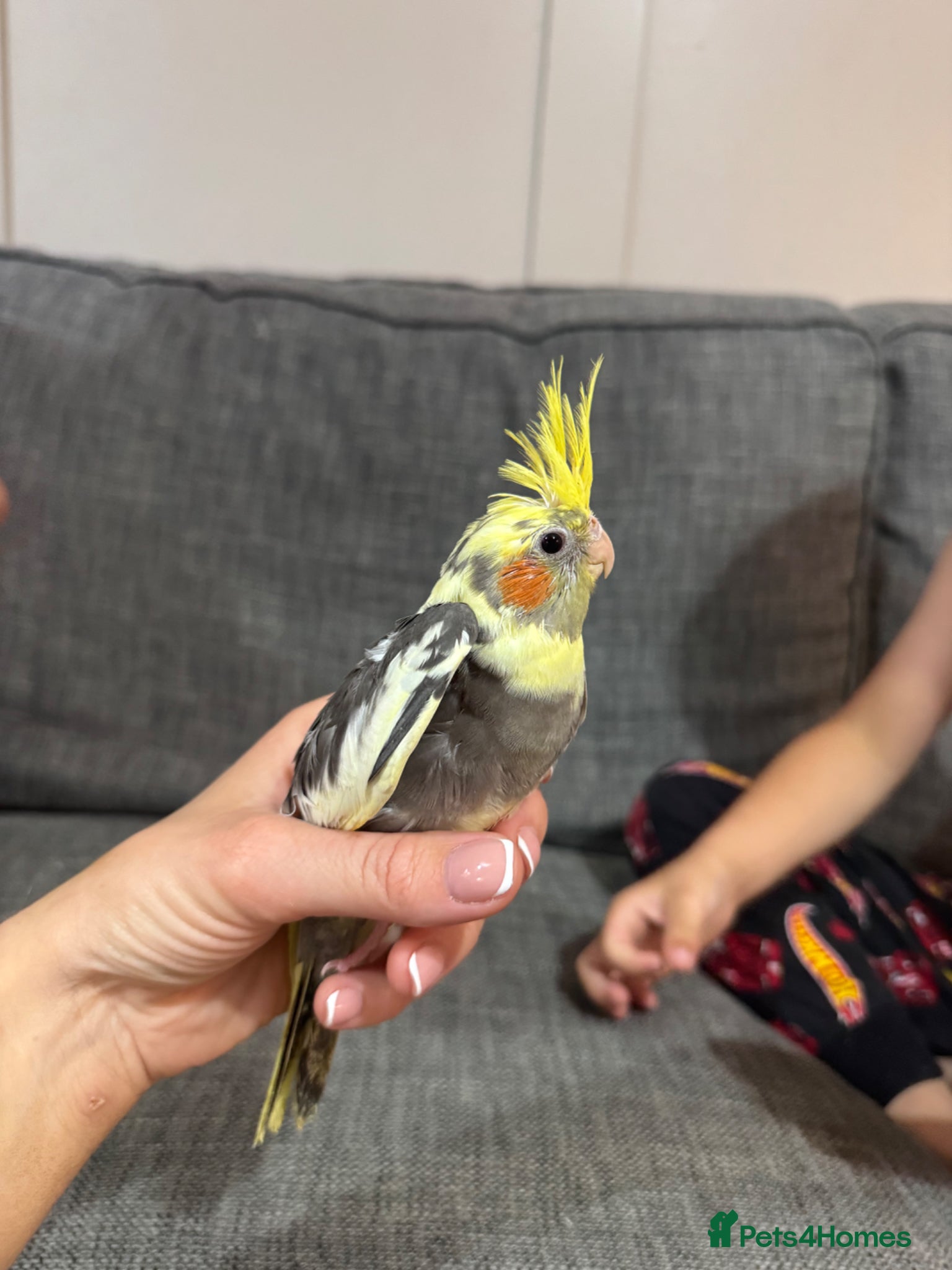 Cockatiels birds for sale: Cockatiels - Advert 2