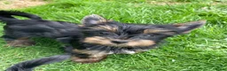 Yorkshire Terrier dogs for sale: Gorgeous Yorkshire Terrier Biewer Puppies - Advert 12