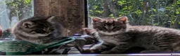 Mixed Breed cats for sale: Ragdoll Tabby Mix Fluffy Home Reared Kittens 2M/2F in Tonbridge - Advert 7