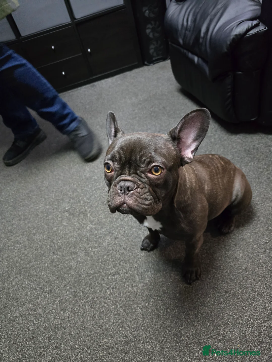 French Bulldog dogs for sale: French bulldog girl - Advert 3
