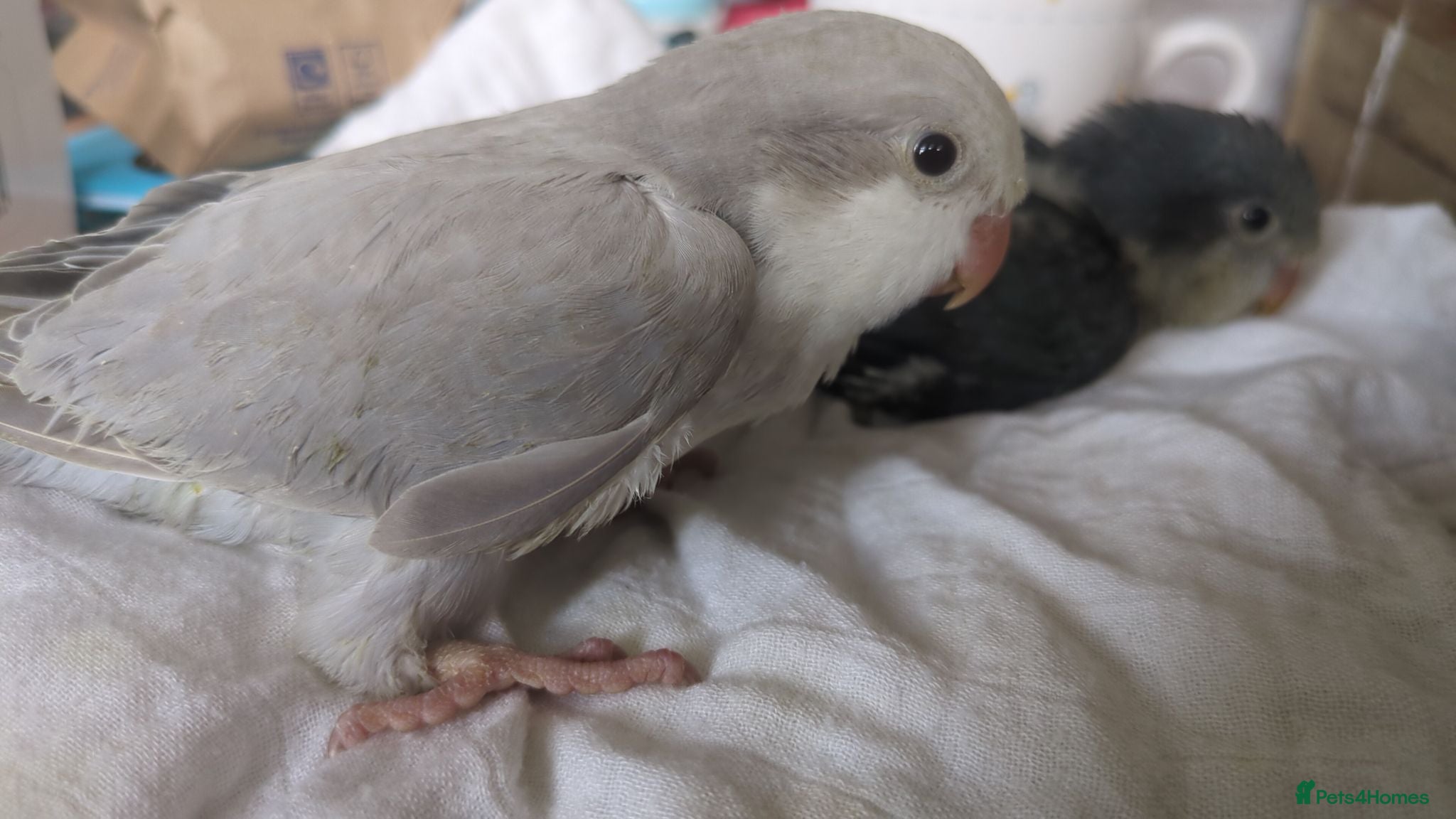 Parakeets birds Quaker parrots babies hand reared cobalt and grey - Advert 2
