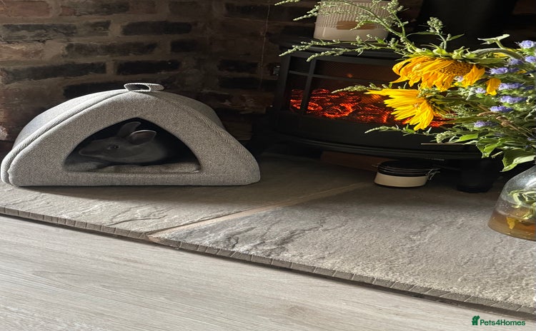 Netherland Dwarf rabbits - Advert 1
