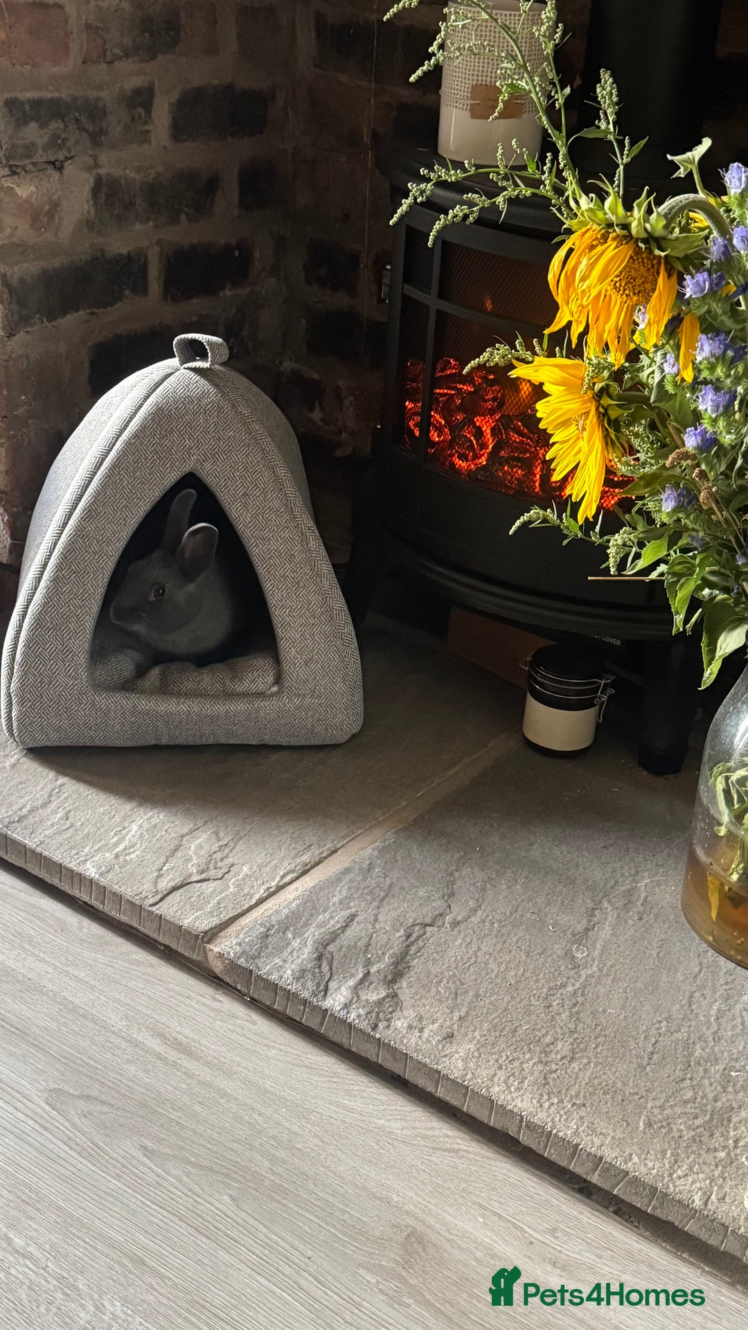 Netherland Dwarf rabbits for sale: Otter blue rabbit - Image 1