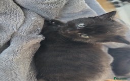 Mixed Breed cats for sale: Cross british short hair kittens in Rainham - Image 8