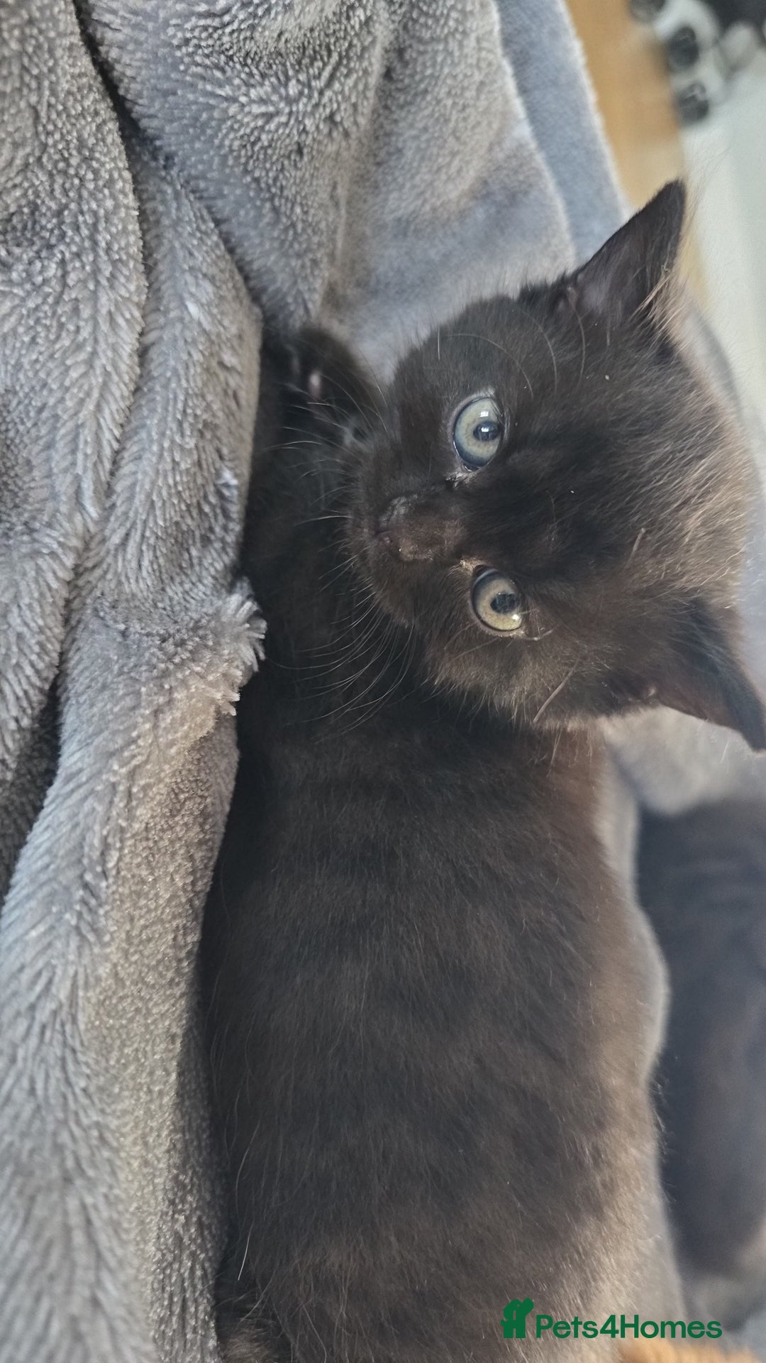 Mixed Breed cats for sale: Cross british short hair kittens in Rainham - Image 8