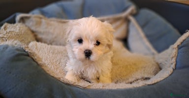 Maltese dogs - Advert 11