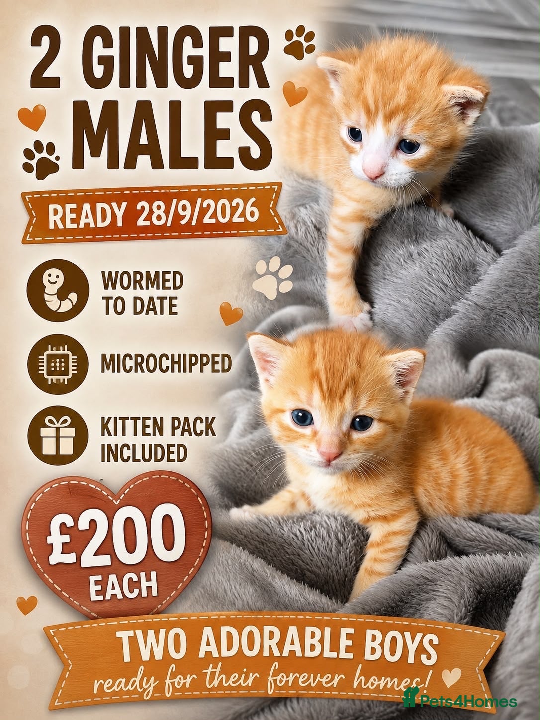 Mixed Breed cats 2 beautiful ginger boys  - Advert 2