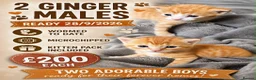 Mixed Breed cats for sale: 2 beautiful ginger boys  - Advert 1