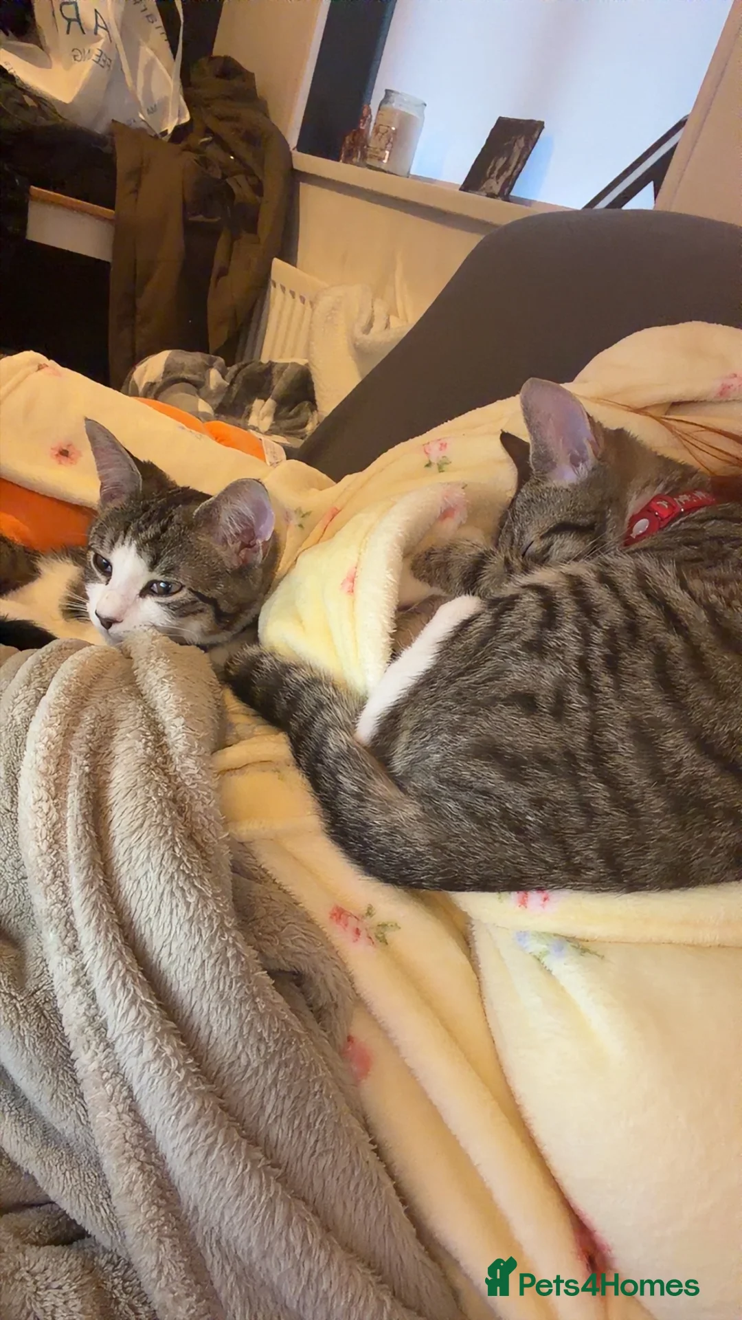 Mixed Breed cats for sale: Two males mixed breed  - Advert 6