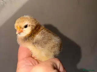 Chickens poultry Assorted chicks 🐣 - Advert 13
